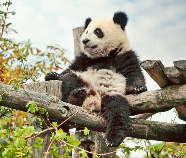Panda