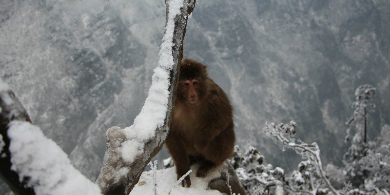 Der Berg Emei