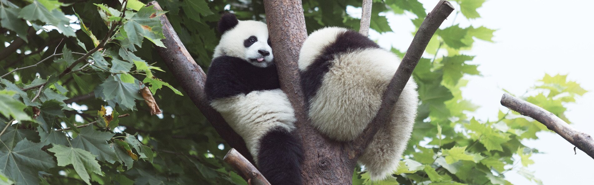 China Rundreise 2 Wochen-Panda Baere
