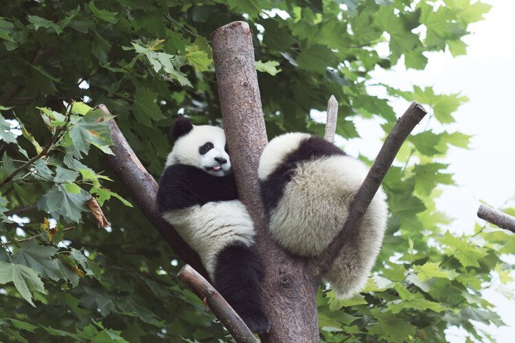 China Rundreise 2 Wochen-Panda Baere
