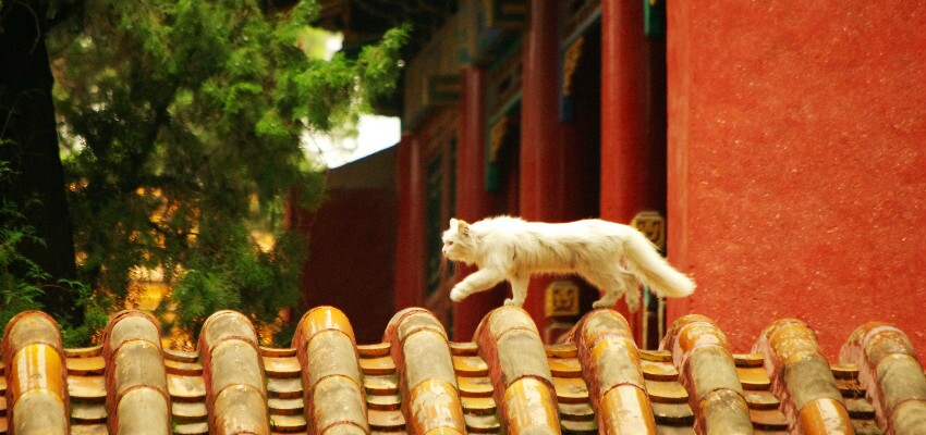 forbidden city