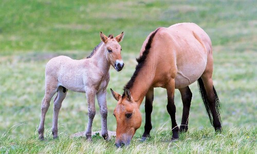 wilde Pferd-Mongolei